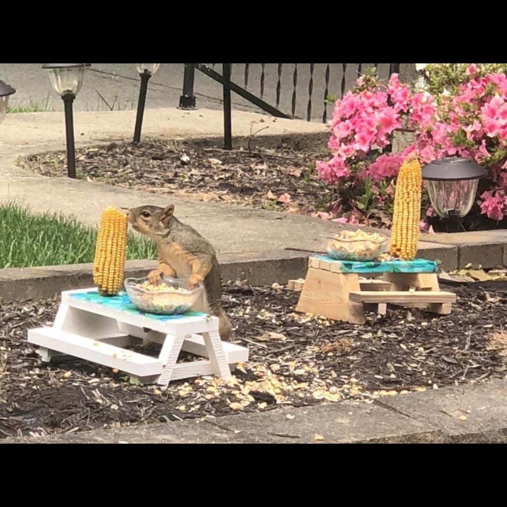 🐿 Squirrel Tables 🐿